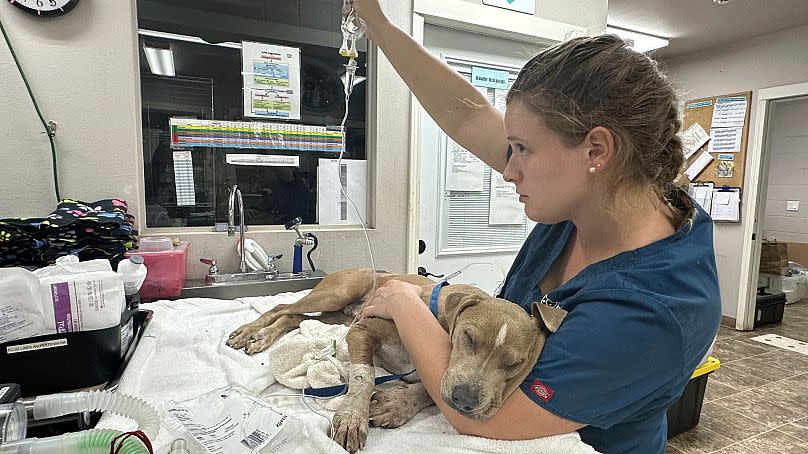 Katie Shannon/Maui Humane Society via AP