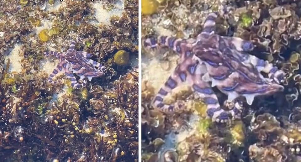 Blue-ringed octopus at Bronte Beach in Sydney, NSW