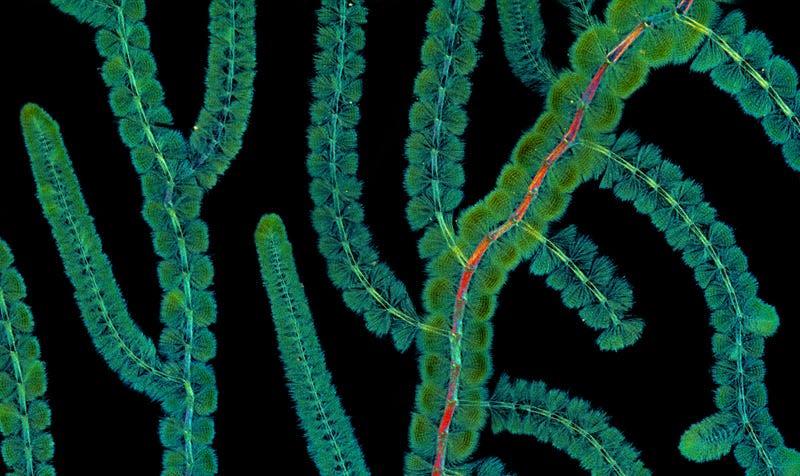 Red algae under a microscope.