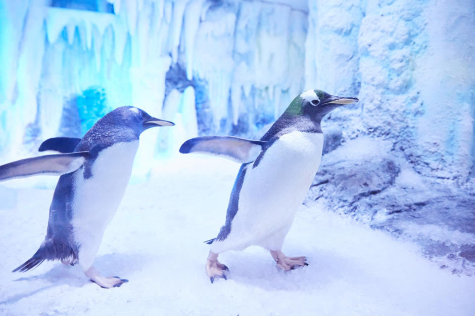 The Gentoos can hang out in a bespoke enclosure that includes two pools, water jets, ice flakes and a waterfall. Straight chilling. 