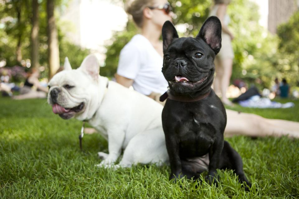 12 Ways to Keep Your Pet Cool in the Summer