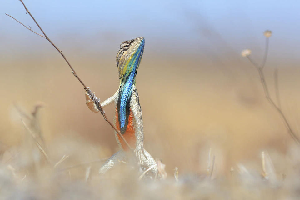 ‘Warrior of the grassland’