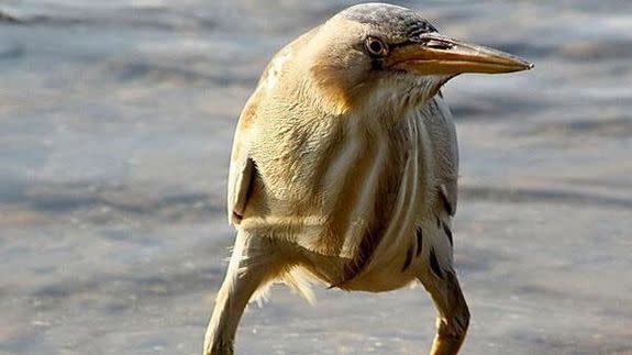 Long-legged bird in Photoshop battle is having a doozy of a day