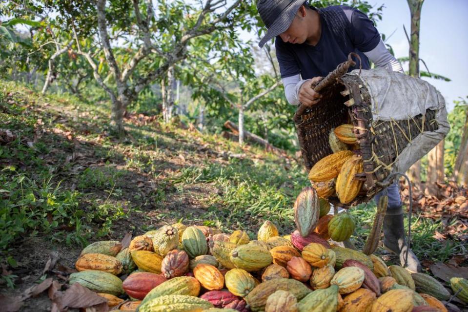 The disease is causing farm-aggedon among West African chocolate growers. Andrés Rivas – stock.adobe.com