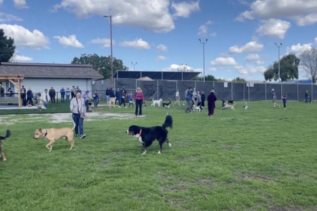 Petición · Grandes Parques para perritos, con áreas verdes, bebederos y  juegos para perros ·