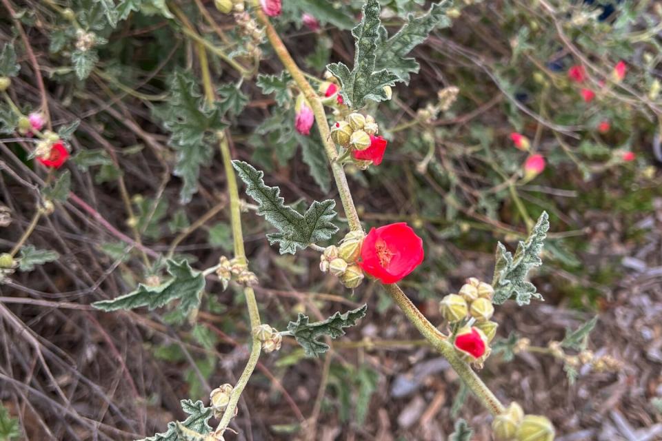 A long branch of native apricot mallow, with rosy cup-shaped blooms and gray-green leaves