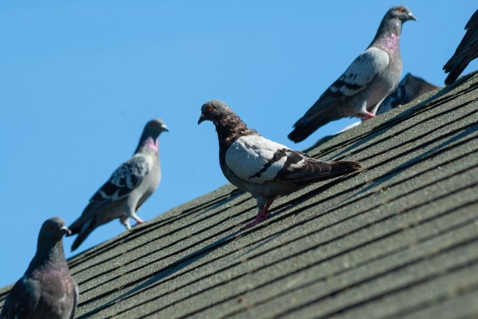 Pigeons sitting on a roof