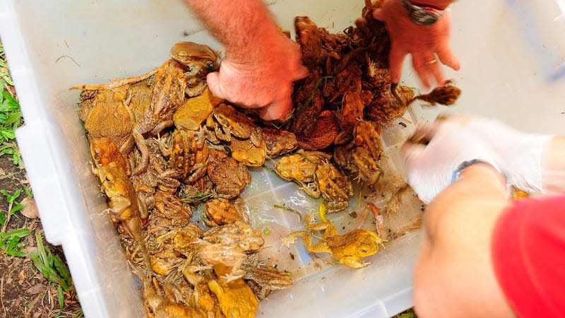 Cane toads are such an issue in Australia that communities hold annual events to reduce populations. Here, toads are collected and humanely destroyed during a 2010 culling in Townsville. 