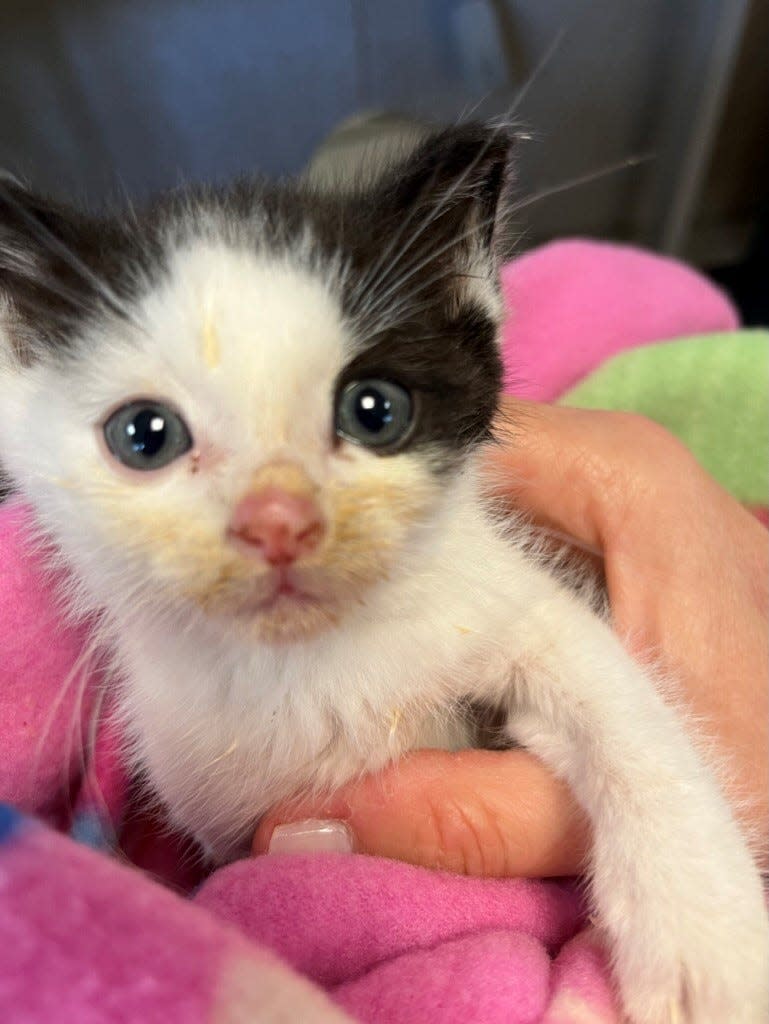 This kitten was brought to Rockland Green animal shelter in Pomona. Four Legs Good, which operates the shelter, placed the kitten with Pets for Purpose Animal Care Program at Summit School at Nyack. The cat later fell ill, died and was diagnosed with rabies.