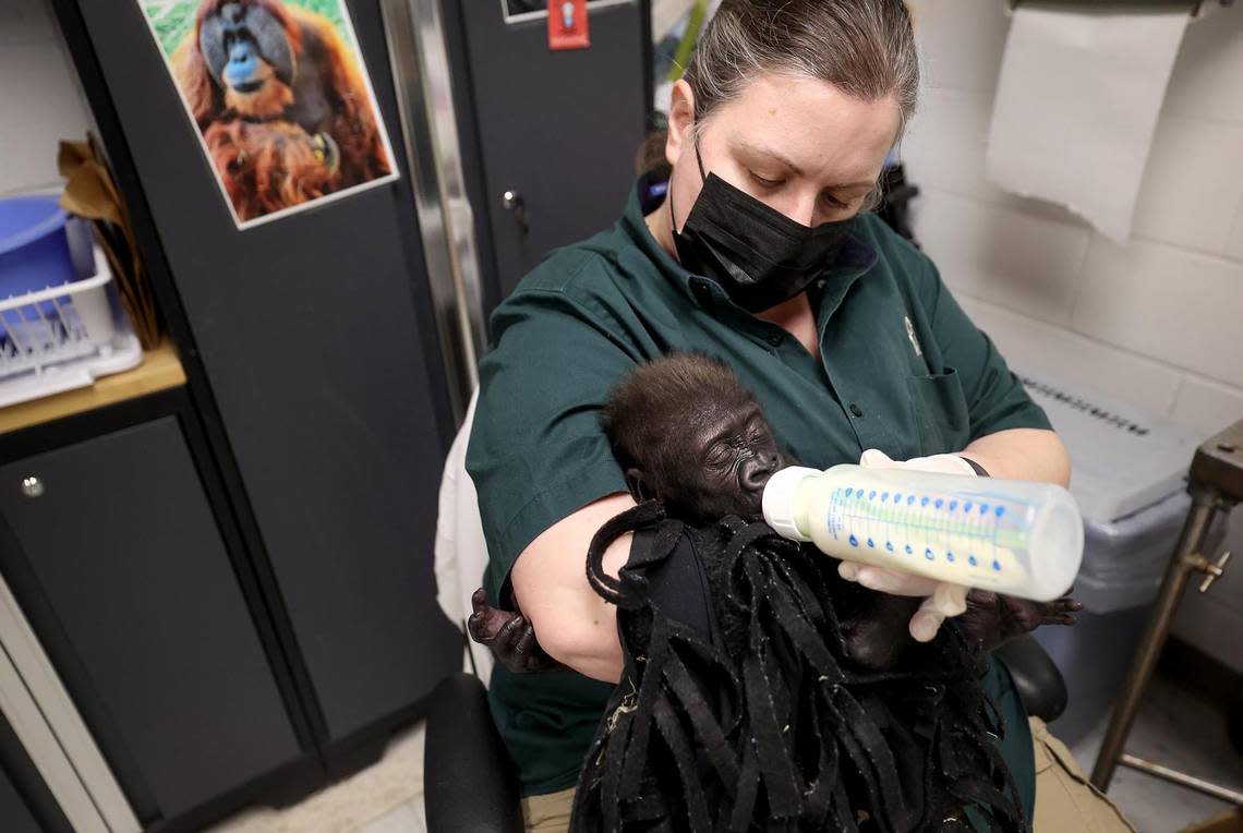 Gorilla keeper Angie Holmes feeds baby gorilla Jameela on Wednesday at the Fort Worth Zoo. Jameela has been under the constant care of Holmes and a multitude of other zoo staff since she was born by Cesarean section.