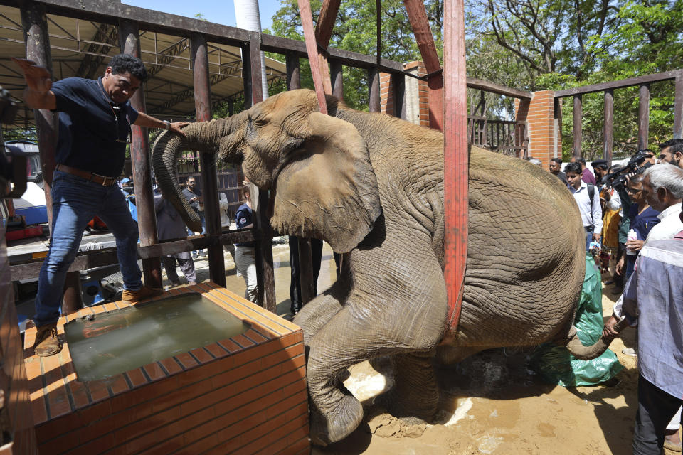 Veterinarians at a zoo use a crane to lift an elephant for a medical exam as a crowd watches.