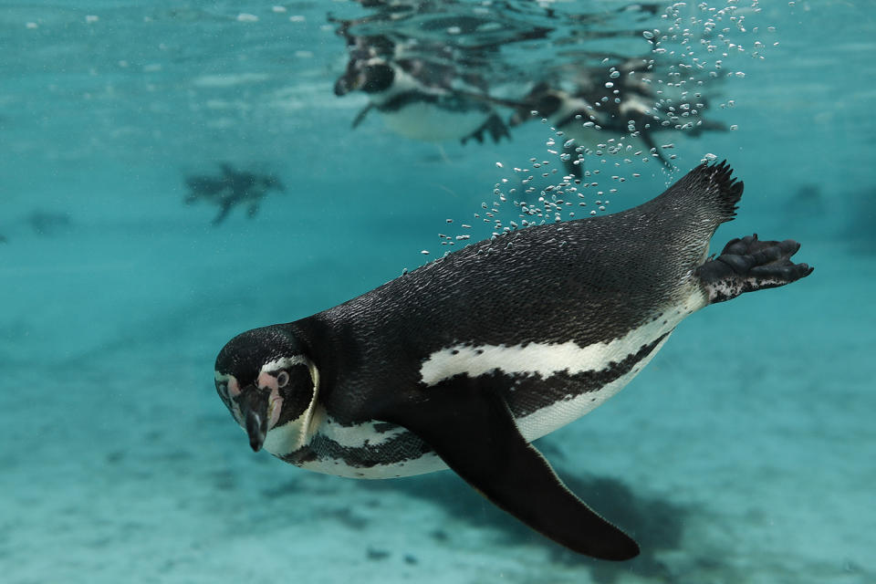 London Zoo begins annual residents count