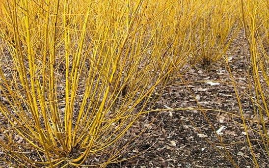 Salix alba var. vitellina 'Yelverton' - GAP PHOTOS