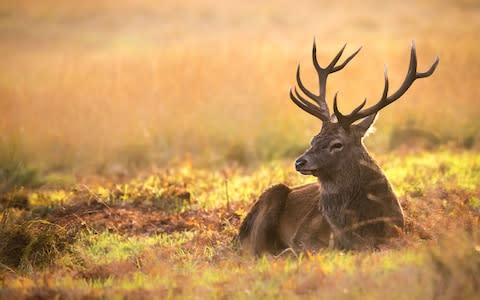 Richmond Park - Credit: istock