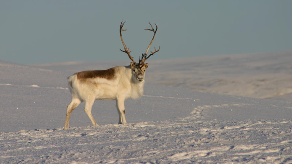 A healthy male peary caribou stands on guard. Picture taken in the high arctic.