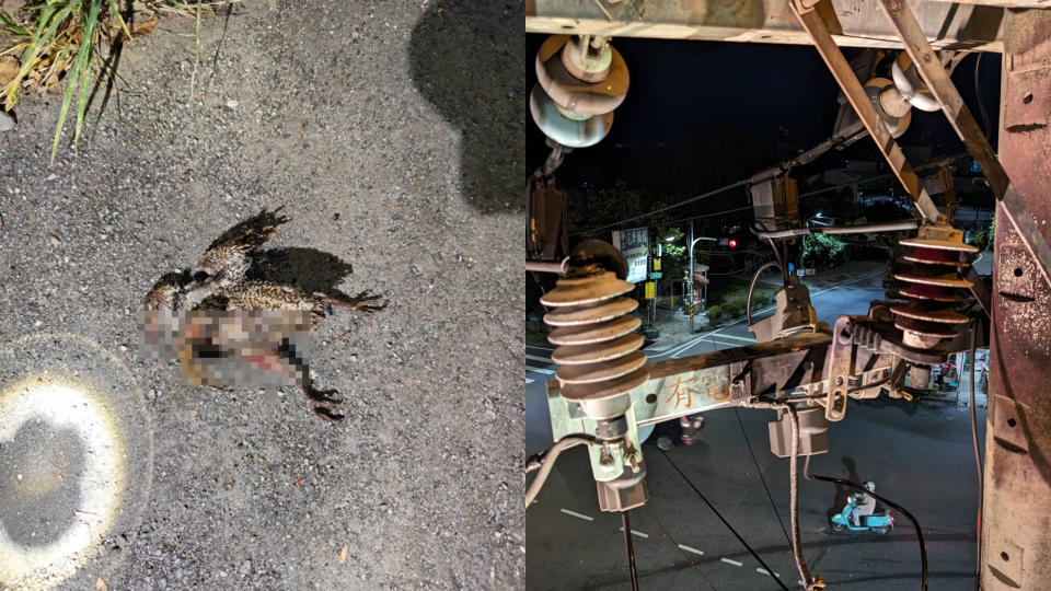 屏東縣麟洛鄉一處配電箱發生爆炸，罪魁禍首是一隻鳥類。（圖／台電提供）