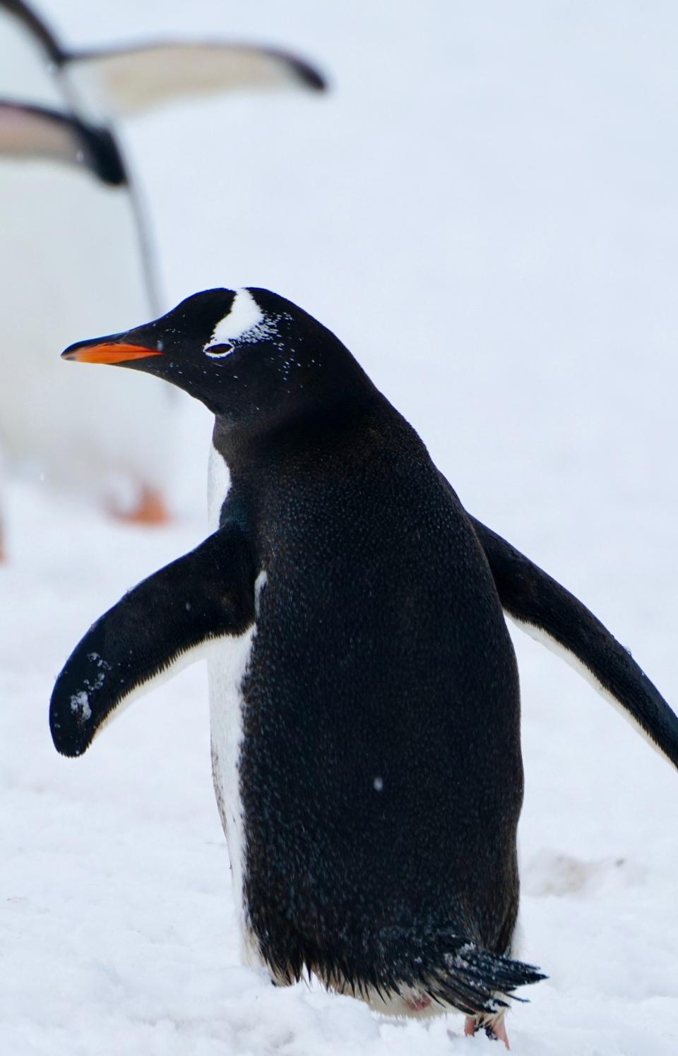 Its orange-red beak prominent against the snow, a Gentoo penguin walks with others in Antarctica.