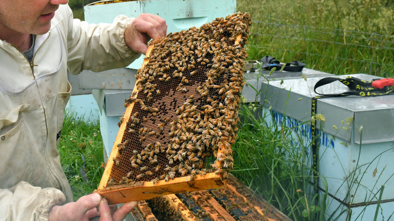 Beekeeper harvesting manuka honey