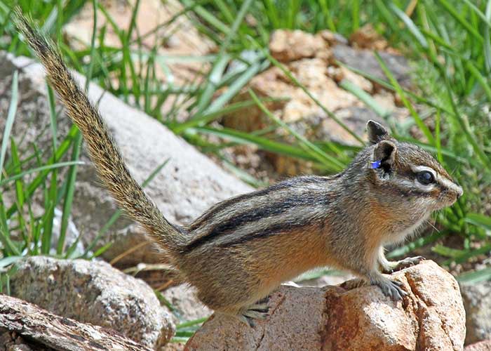 A Peñasco least chipmunk is pictured.