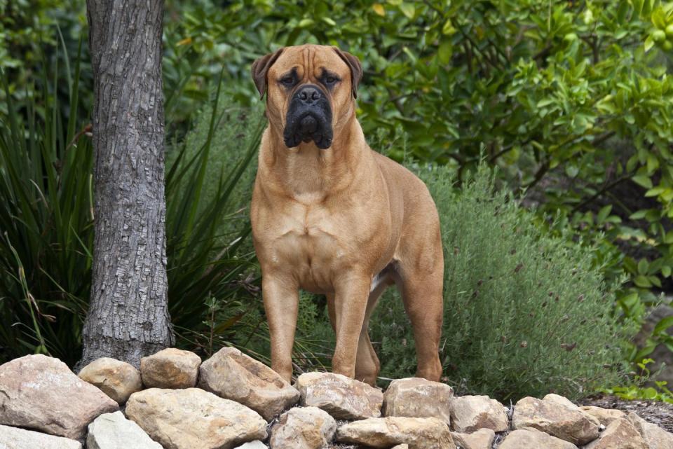 <p>Brave, affectionate, and loyal, Bullmastiffs can be both great family members and protecters. They're especially willing to please and, despite their large stature, <a href="https://www.goodhousekeeping.com/life/pets/g4837/laziest-dog-breeds/" rel="nofollow noopener" target="_blank" data-ylk="slk:don't require much exercise;elm:context_link;itc:0;sec:content-canvas" class="link ">don't require much exercise</a>. </p>