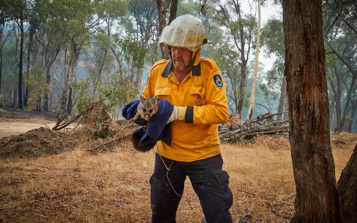 Possums, koalas and kangaroos have all been affected - AFP