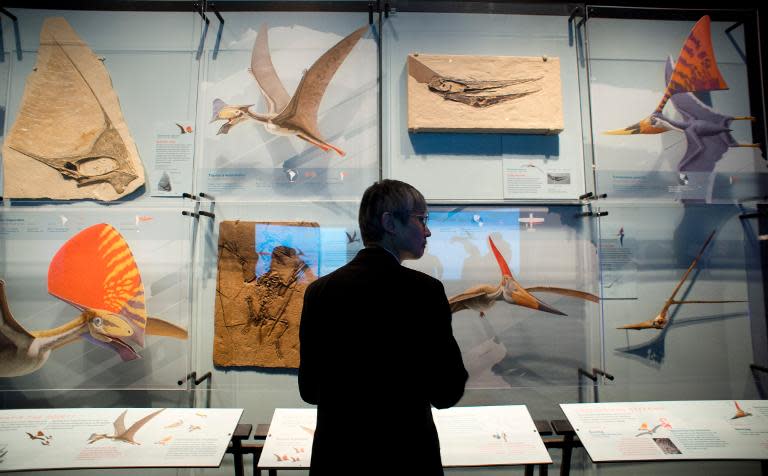 Reporters experience part of the exhibit called "Pterosaurs: Flight in the Age of Dinosaurs" at a preview April 1, 2014 at the American Museum of Natural History in New York