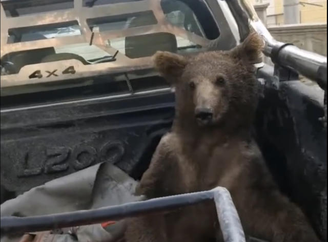 Turkish Brown Bear Cub Gets High on Mad Honey, Nature and Wildlife