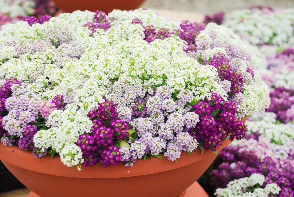 patio plants, close up of pink and white sweet alyssum in a pot outdoors