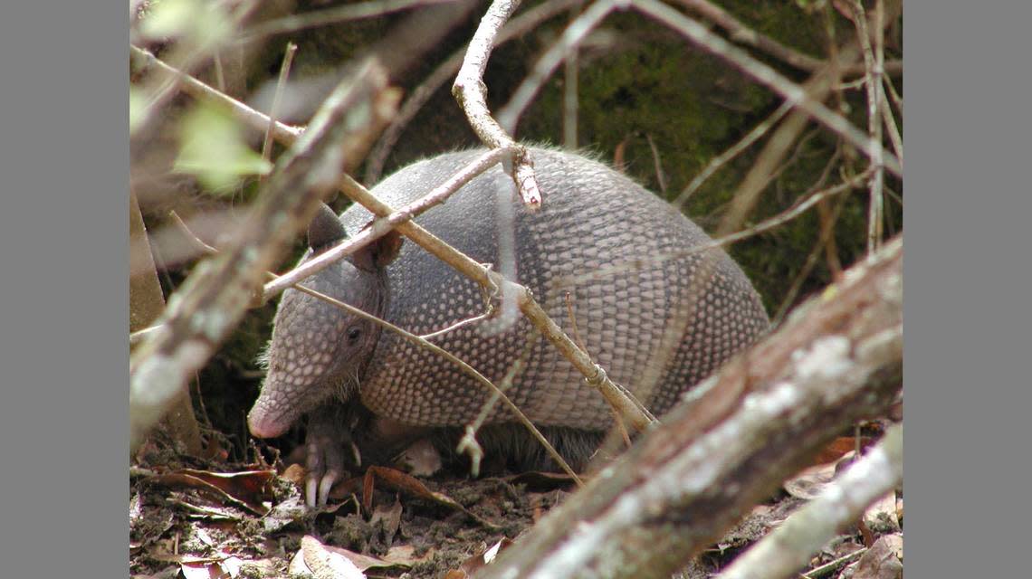 Armadillos are native to Central and South America but have gradually spread to the southeastern United States. Jay Butfiloski
