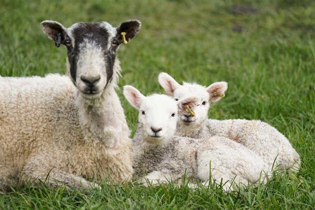 Sheep are at risk from bluetongue (Jacob King/PA)