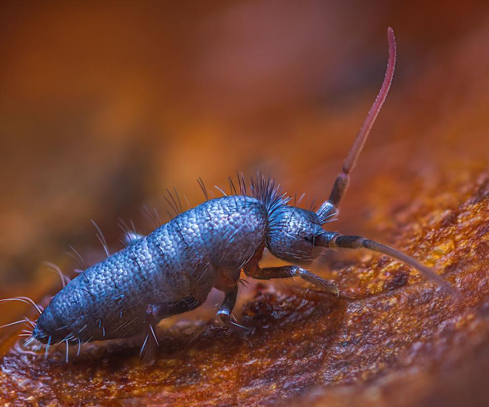 A springtail bug close up