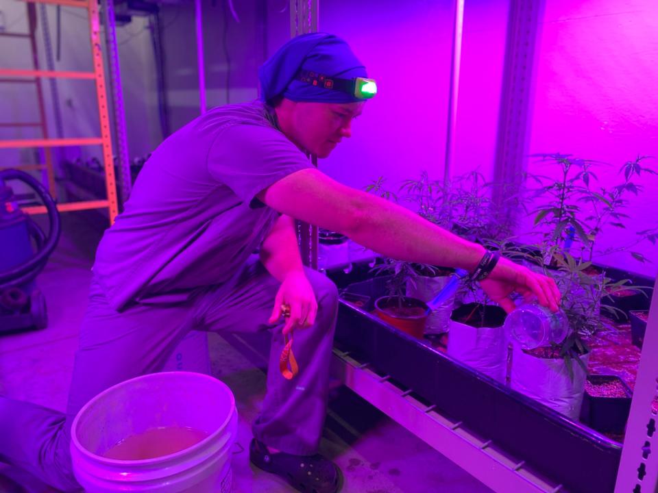 Matt Biener of Symponia Farms feeds cannabis plants inside the grow facility on Wednesday, Aug. 3, 2022.