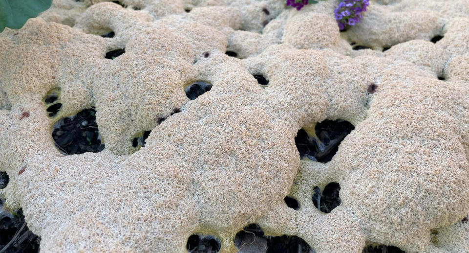 The slime mould on the veggie patch. Source: Facebook