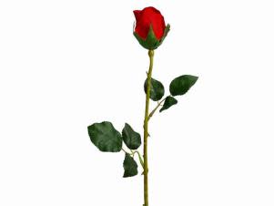 Why are roses so expensive on Valentine's Day?