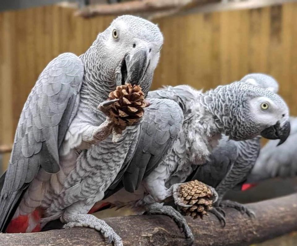 林肯郡野生動物公園飼養8隻會說髒話的鸚鵡。（翻攝自臉書Lincolnshire Wildlife Park）