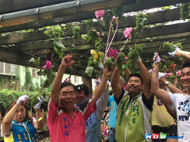 圖說，土城區貨饒里的希望之河廣場葡萄藤綠蔭木棧道，抬頭即可望見葡萄結實累累，晶瑩透綠的葡萄令人垂涎三尺。（圖／記者陳志仁攝，2017.07.08）