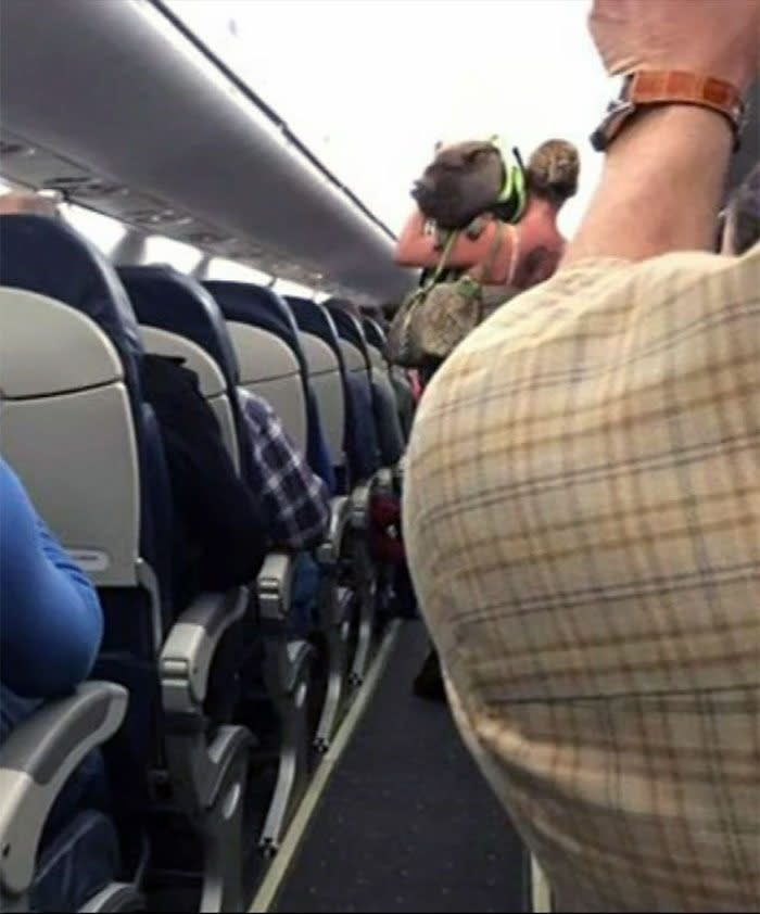 Incontinent pig kicked off flight