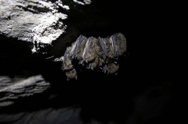 Bats roost in a cave in Dorset, Vt., on May 2, 2023. Scientists studying bat species hit hard by the fungus that causes white nose syndrome, which has killed millions of bats across North America, say there is a glimmer of good news for the disease. Experts say more bats that hibernate at a cave in Vermont, the largest bat cave in New England, are tolerating the disease and passing protective traits on to their young. (AP Photo/Hasan Jamali)