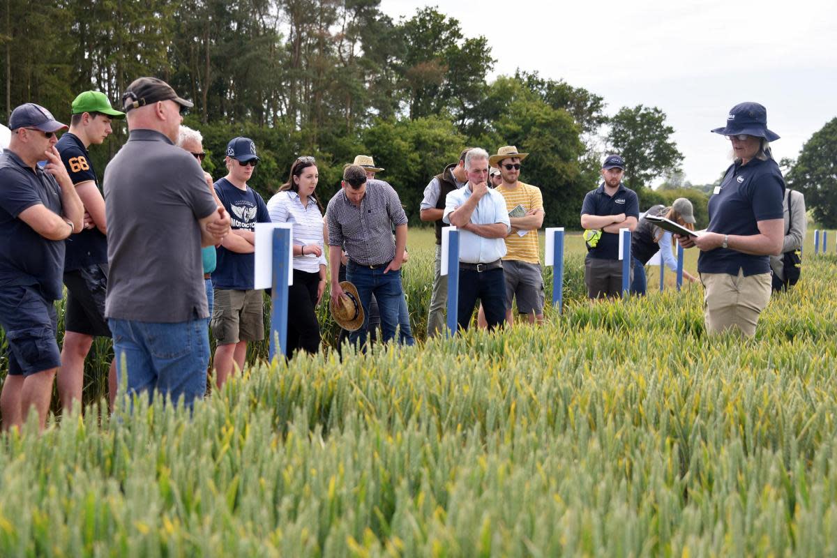 Farmers take a close look at the crop trials at the Morley Innovation Day <i>(Image: Denise Bradley)</i>