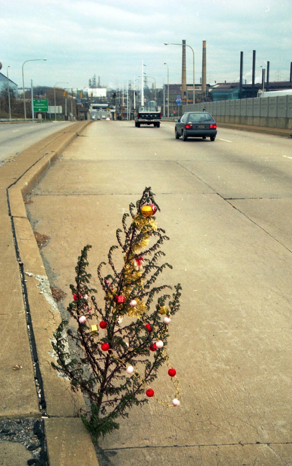 A photo of the original Christmas Weed that a News Journal photographer spied growing out of crack in Claymont near I-495. It appeared on the front page on Dec. 17, 1993.