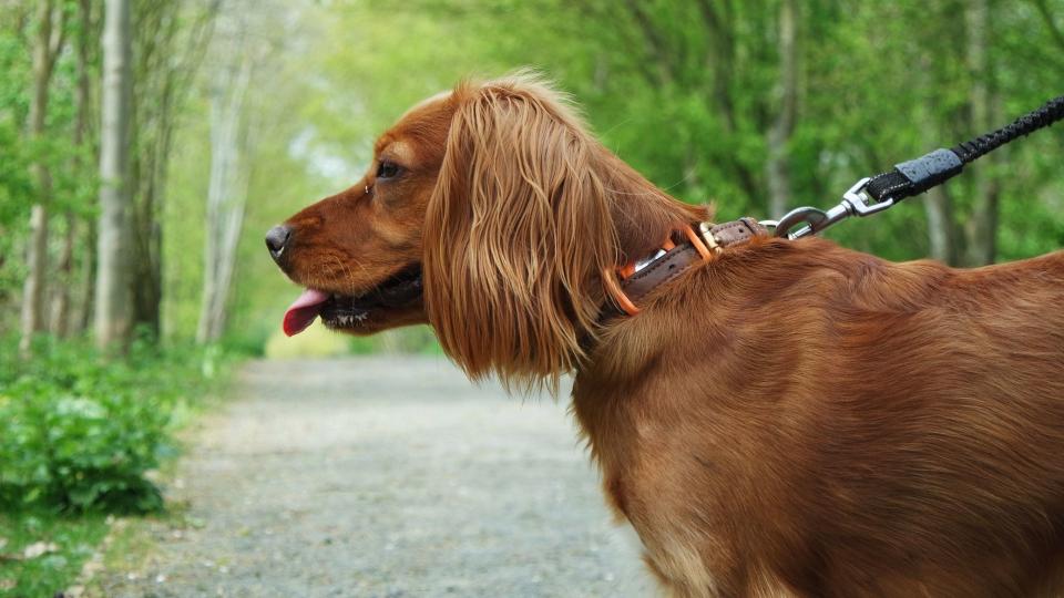 Cocker spaniel