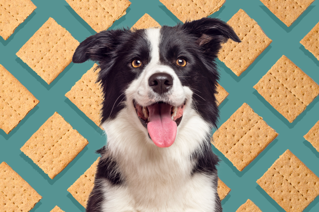 are graham crackers bad for dogs