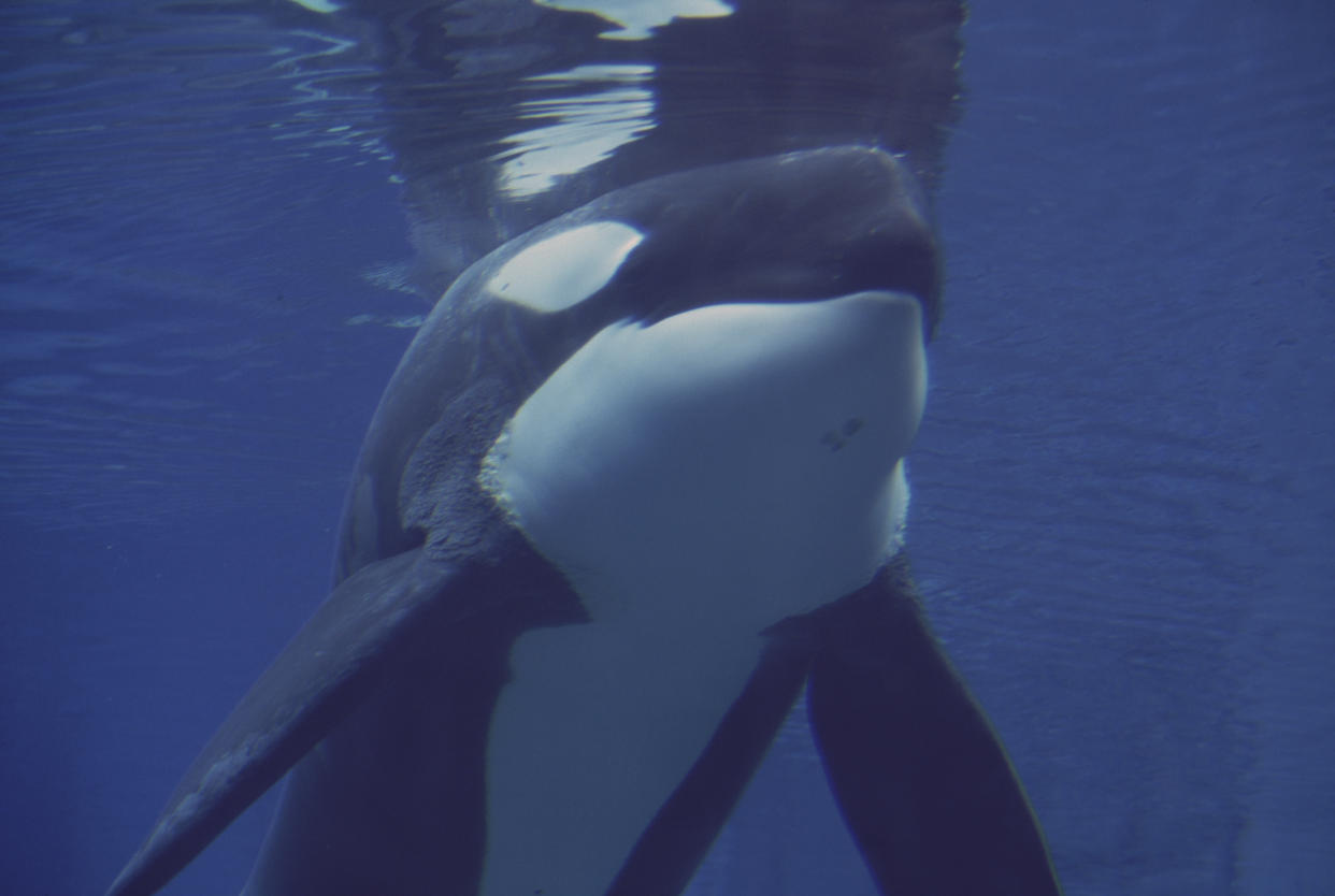 (Título original) Newport, Oregón: Acuario de la costa de Oregón. Keiko, la orca y estrella de Liberen a Willy, está siendo transportada a su nueva piscina de rehabilitación, una exhibición en mar abierto de dos millones de galones. (Foto de �� Steve Starr/CORBIS/Corbis vía Getty Images)