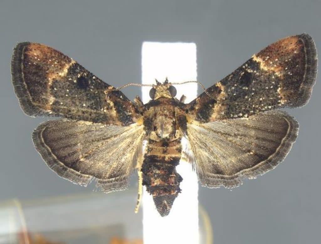 A rare moth was found in a passenger’s luggage at the Detroit airport in September, 2021, before the specimen was seized by agricultural inspectors. (US Customs and Border Protection)