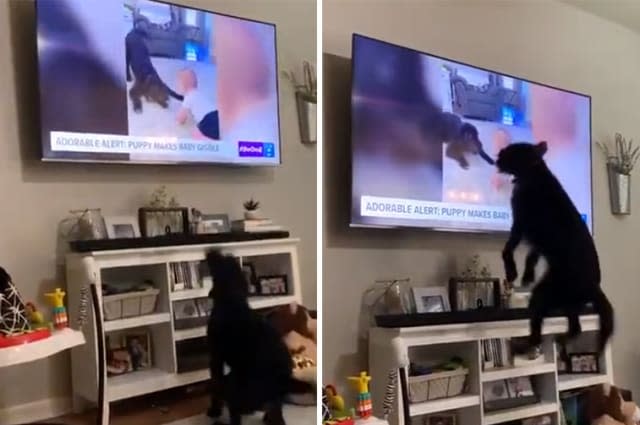 After seeing himself on TV, labradoodle jumps for joy at new-found fame