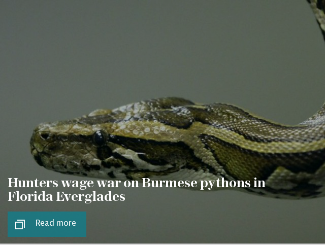 Hunters wage war on Burmese pythons in Florida Everglades