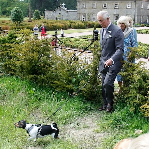 Prince Charles and the Duchess of Cornwall walk rescue dog Beth at Dumfries House - Credit: PA