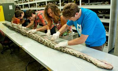 Monster Python: 17ft Snake Caught In Florida