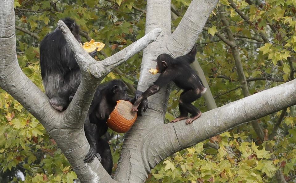 Chimpanzees eat pumpkins in a tree at the Detroit Zoo.