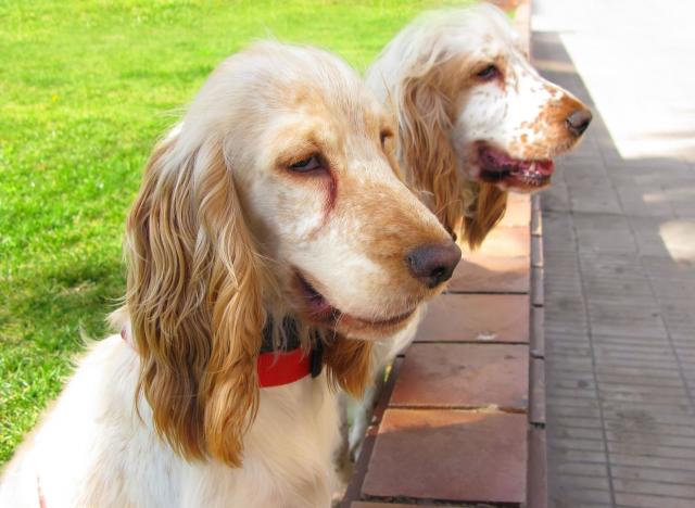 Every Member Of The Royal Family's Favourite Dogs, From Spaniels